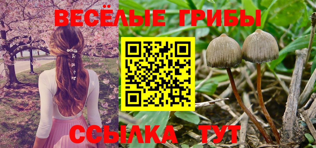 Псилоцибиновые грибы Cubensis Тосно